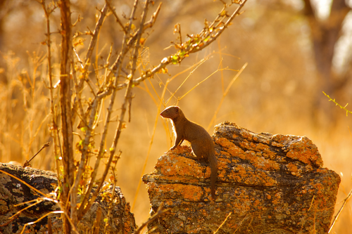 Dwarf mongoose acting as a sentinel (raised guard) gathering and conveying information to groupmates about potential rival threats